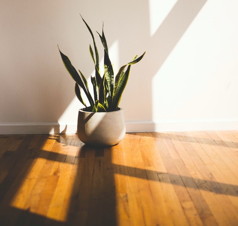 engineered wood floor with plant